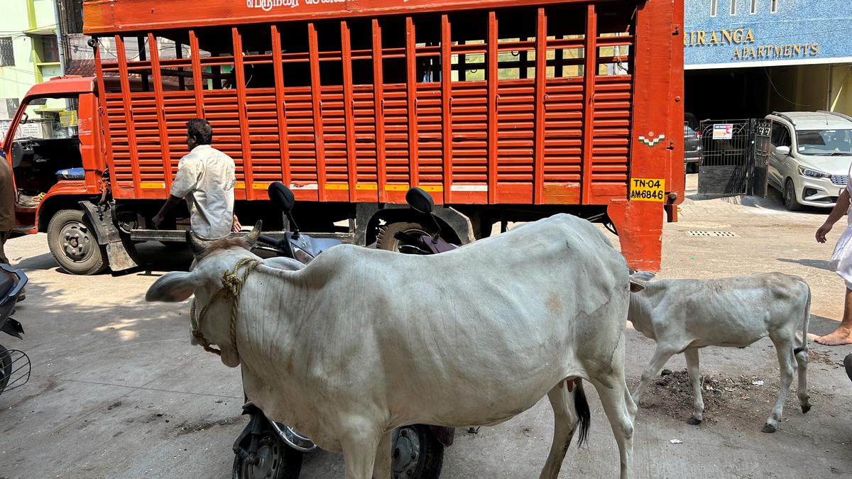 Chennai Corporation proposes to increase fine on owners of cattle