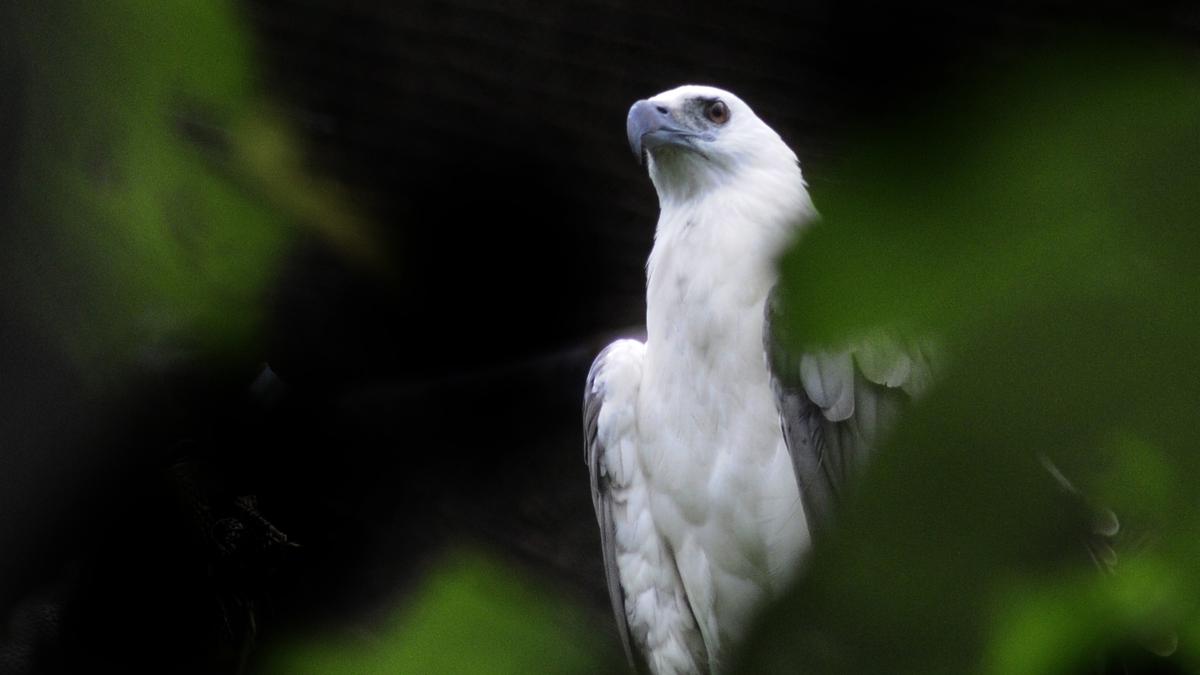 Kasaragod becomes first district in India to declare official tree, flower, bird, species