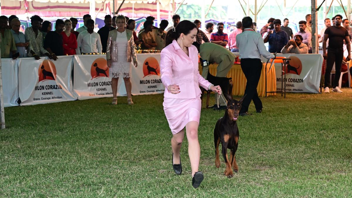 Madras Canine Club’s All Breeds Championship Dog Shows begin in Chennai