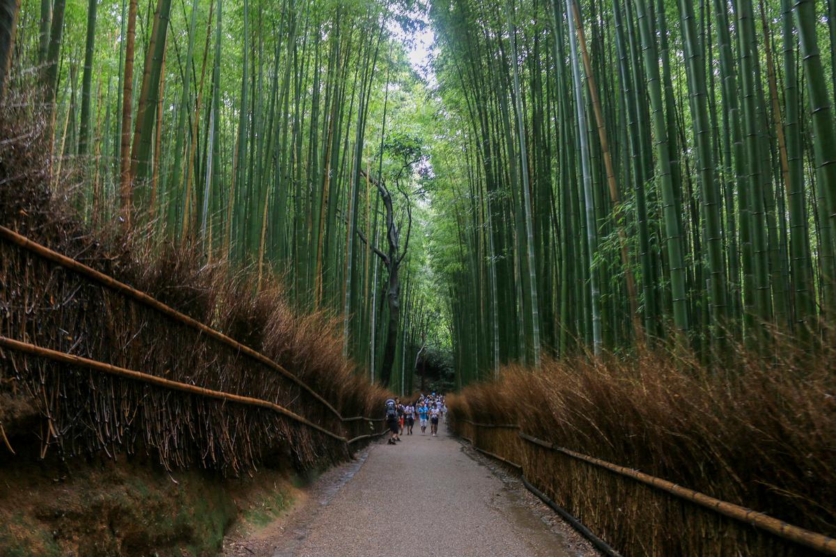 The Bamboo Grove is one of Kyoto’s top sights at Arashiyama. 