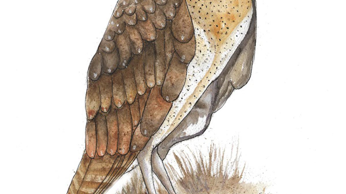 An effort to save the enigmatic owls in India