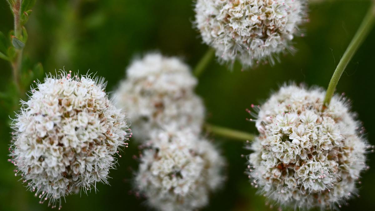 Fungi and plants clean up California pollution