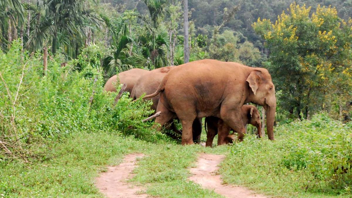 Environment Minister directs officials to explore Tamil Nadu model for controlling elephant menace