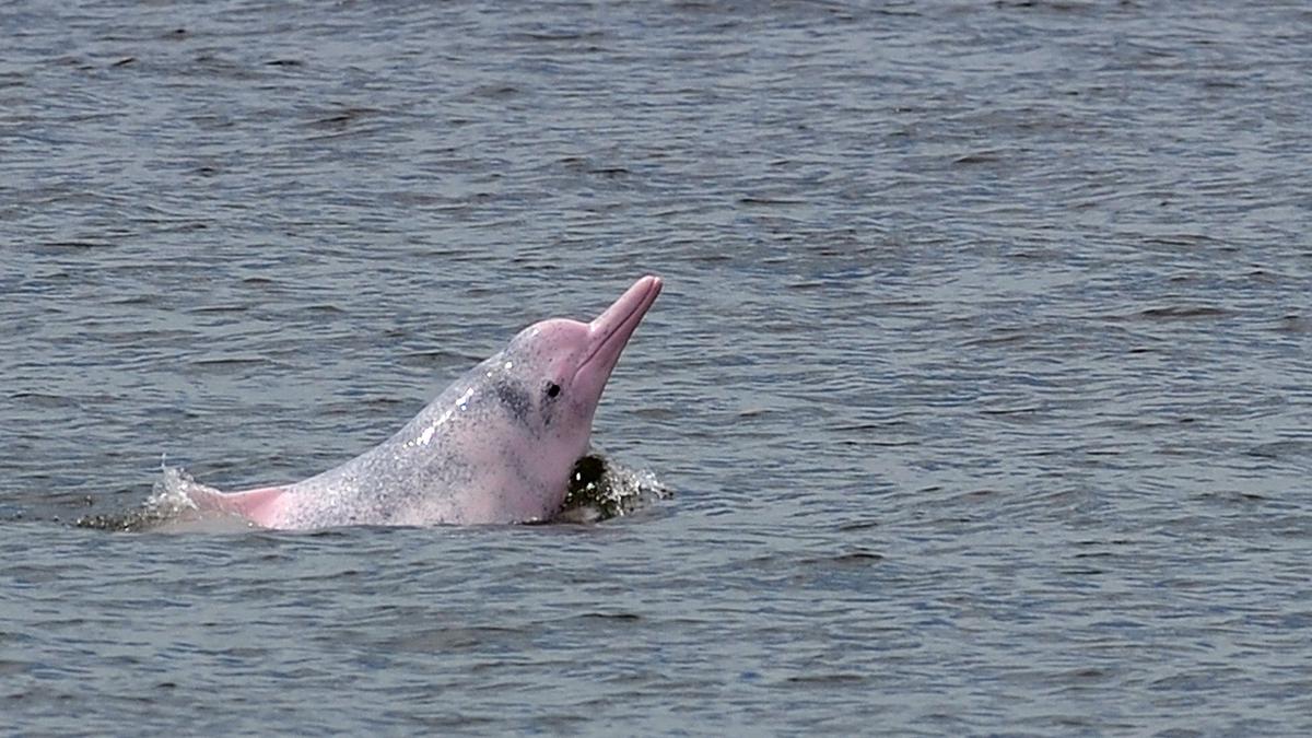 pink bottlenose dolphins