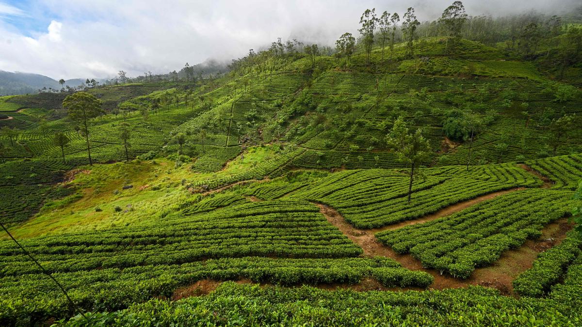 Tea drinking across India – The Hindu