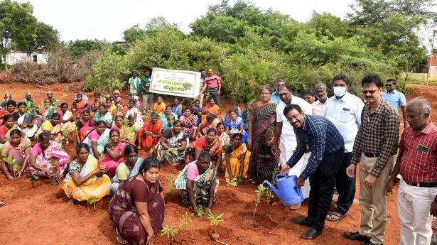 Greening drive in village panchayats launched