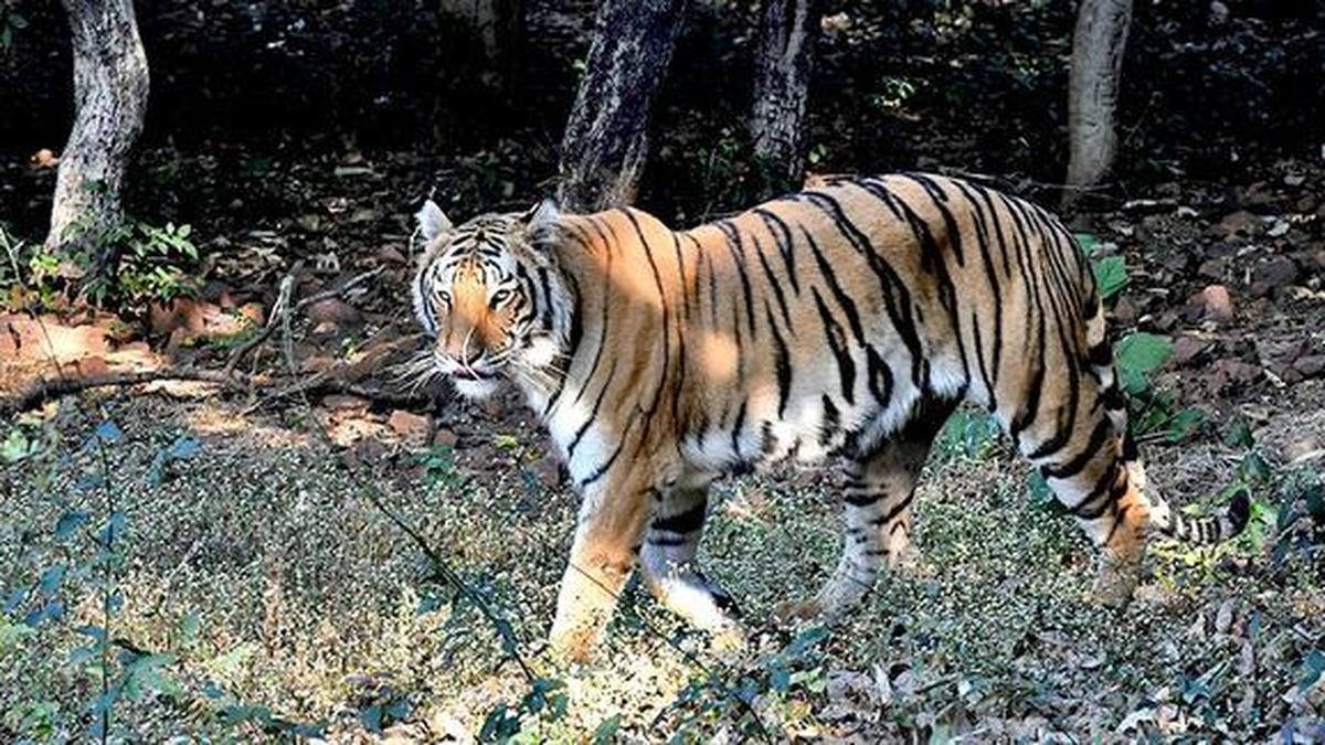 Tigress, four cubs die in Kanha Tiger Reserve in Madhya Pradesh