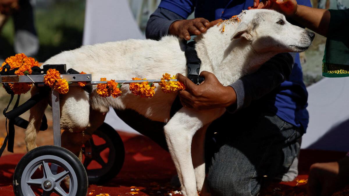 Watch | Did you know Nepal has a dog festival? - The Hindu