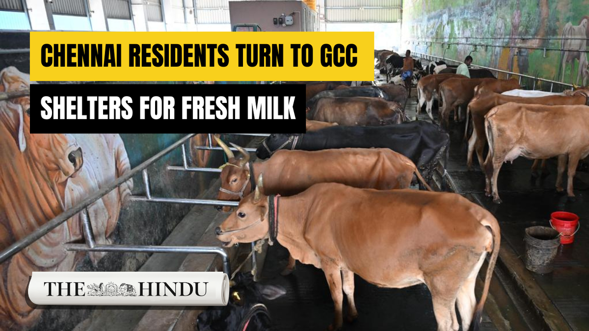 Fresh, clean, local: Chennai’s cattle sheds become the new milk hotspots