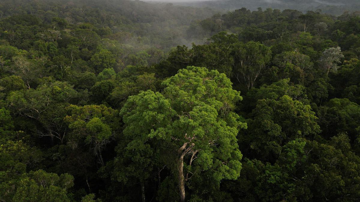 Amazon forest carbon emissions skyrocketed under Bolsonaro, study shows