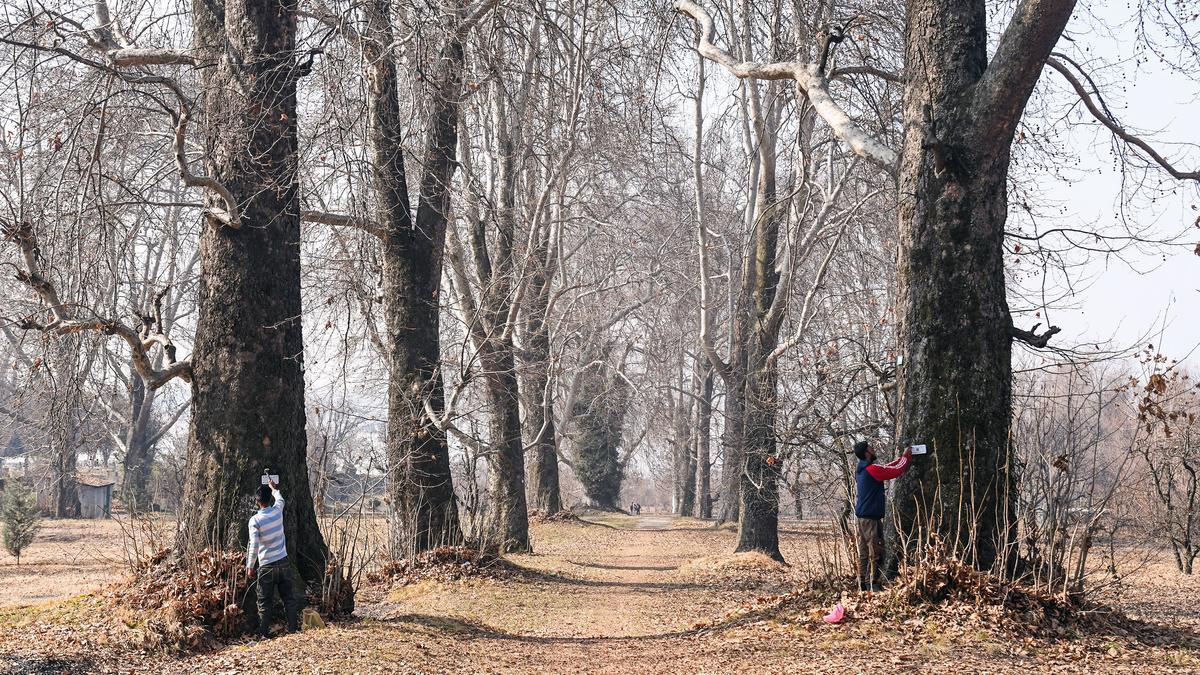 Geo-tagged digital identity helps Kashmir’s famous chinar trees stand tall