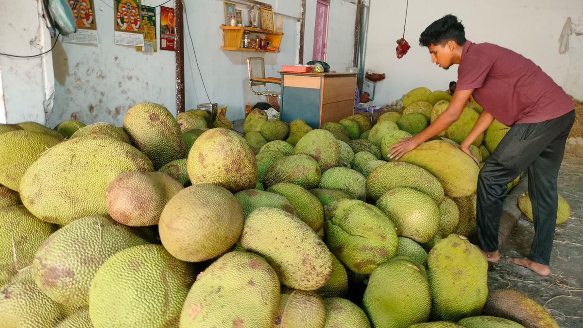 Rise in arrival of jackfruits to Salem market sweetens prices