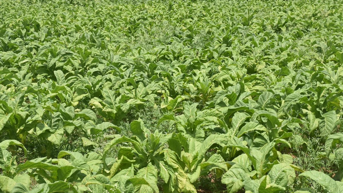 Anti-tobacco activists sore over failure to increase tax on tobacco products