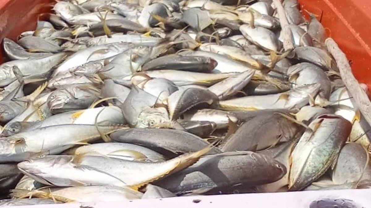 Now, some fishermen use ‘mandal valai’ to net more The Hindu