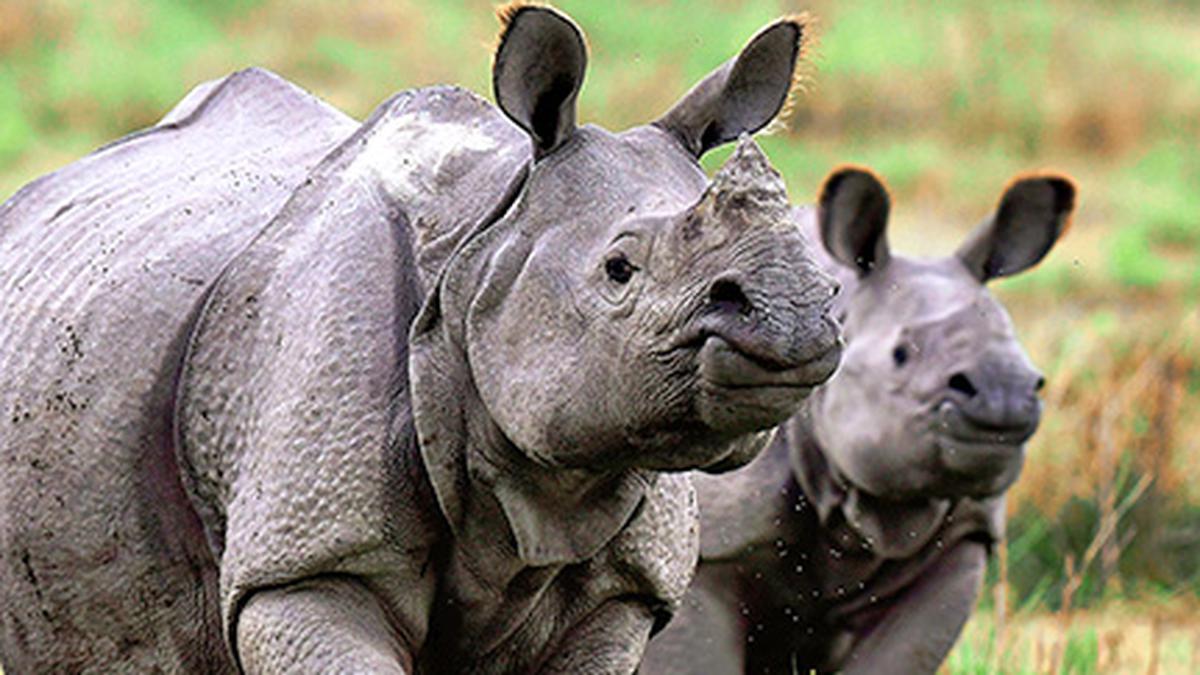 Rhino count not manipulated: Kaziranga Director