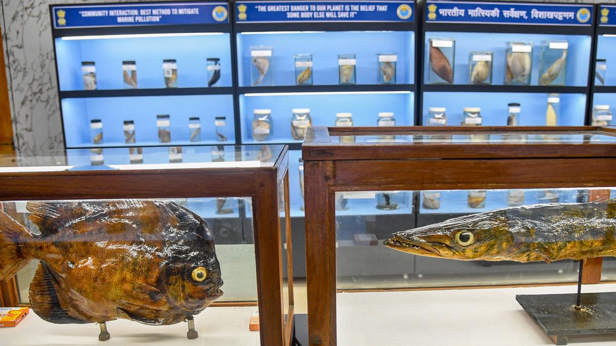 Now, scan QR code to know about specimens at renovated marine museum in Visakhapatnam