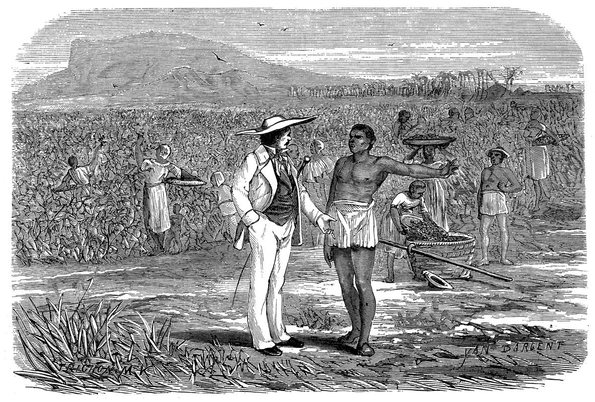 Antique illustration of coffee harvesting depicting a slave with his owner.