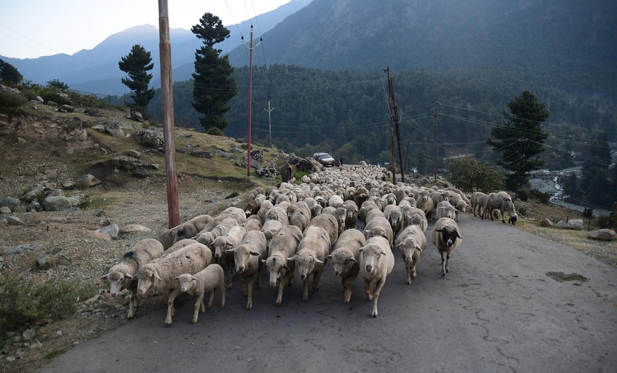 Een herder met zijn kudde in Pahalgam, 96 km ten zuiden van Srinagar op 7 oktober 2022. 