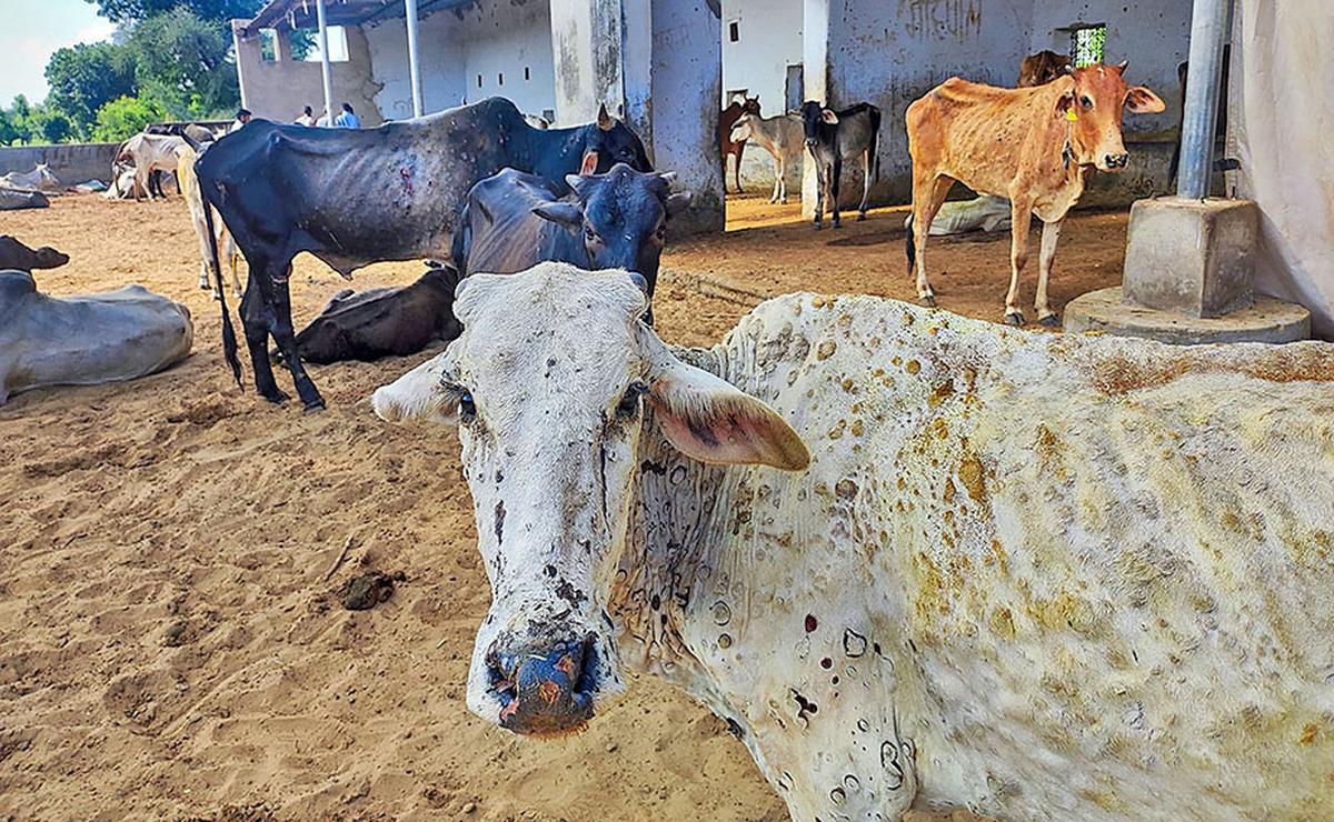Explained | What is lumpy skin disease in cattle? Does it affect milk we  consume? - The Hindu