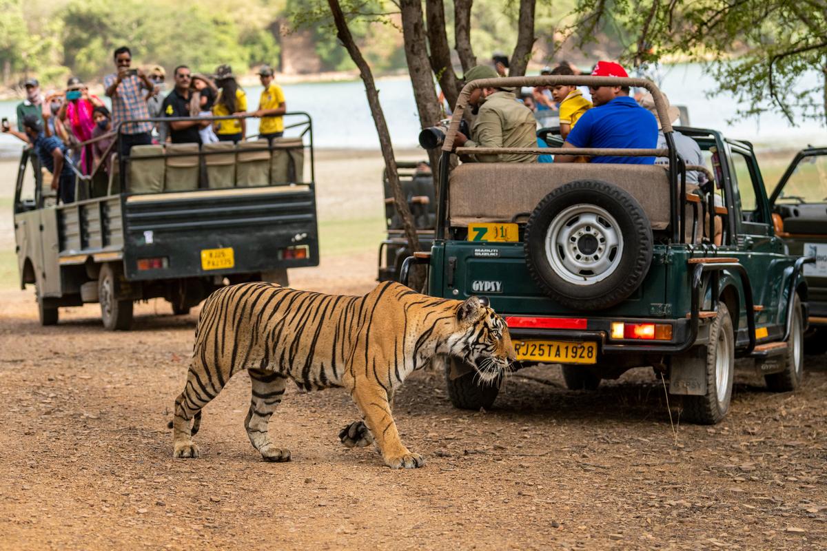 A tiger goes around safari vehicles at Ranthambhore National Park.