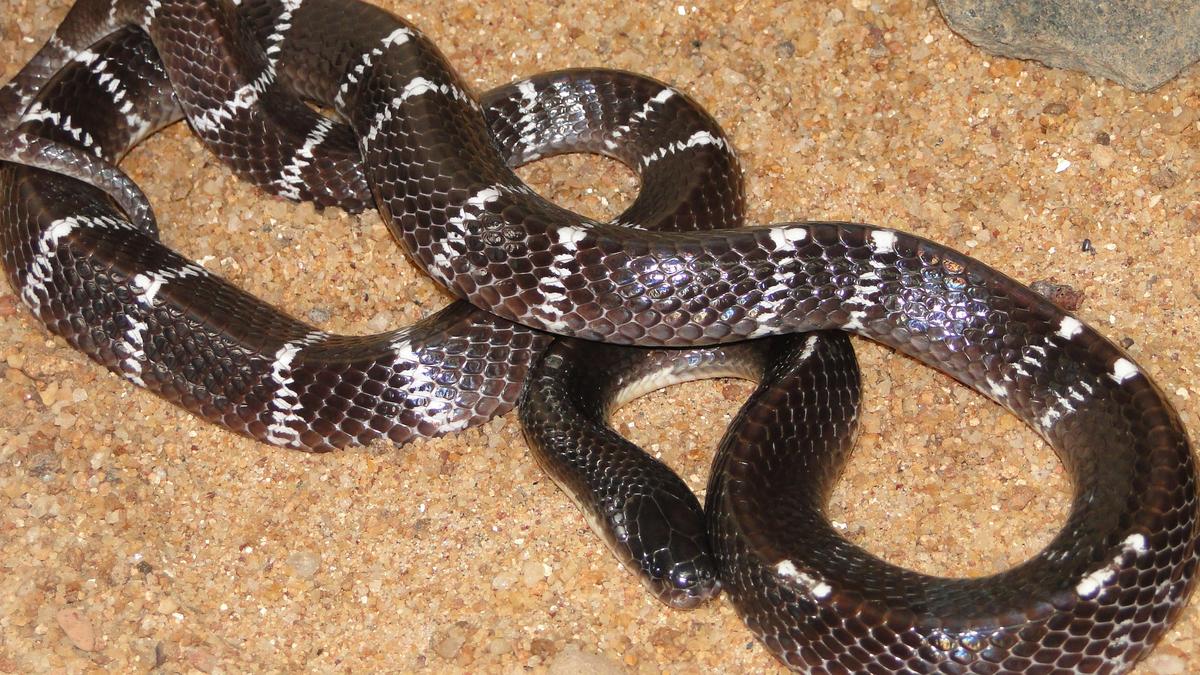 Five venomous snakes found inside house in Kerala’s Kozhikode; residents on high alert