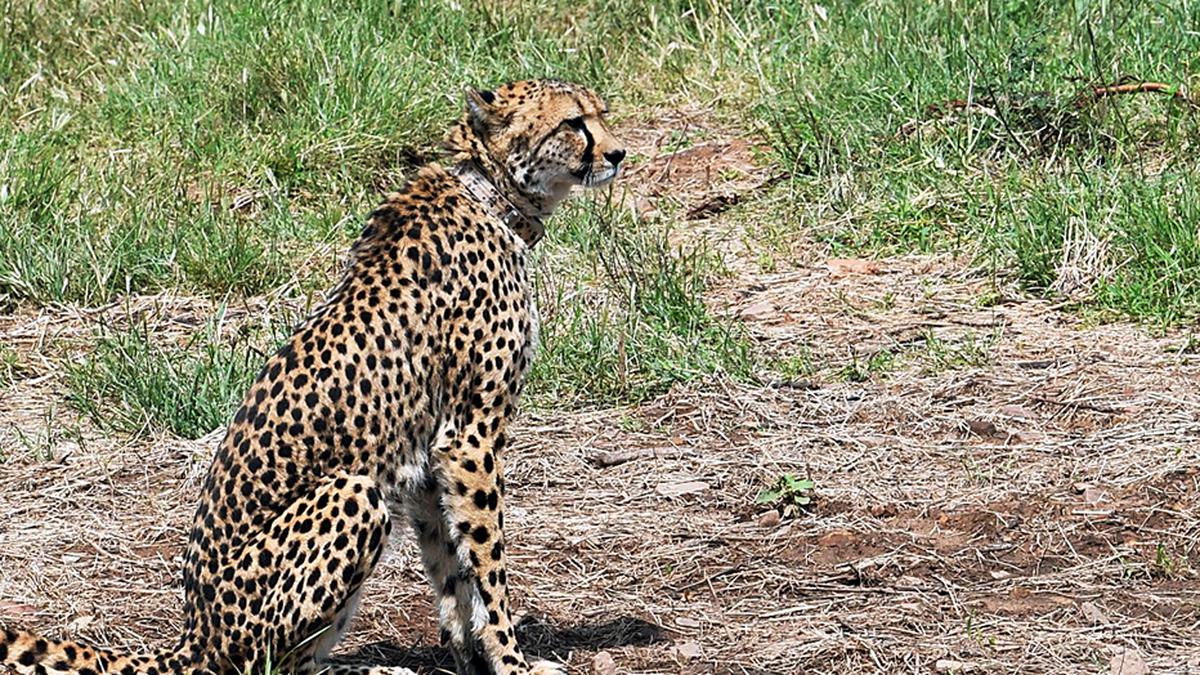 India should go for younger cheetahs habituated to human presence: experts