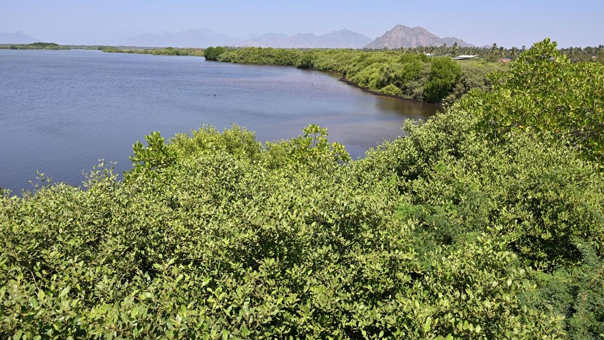 Manakudy mangroves face risk from pollution
