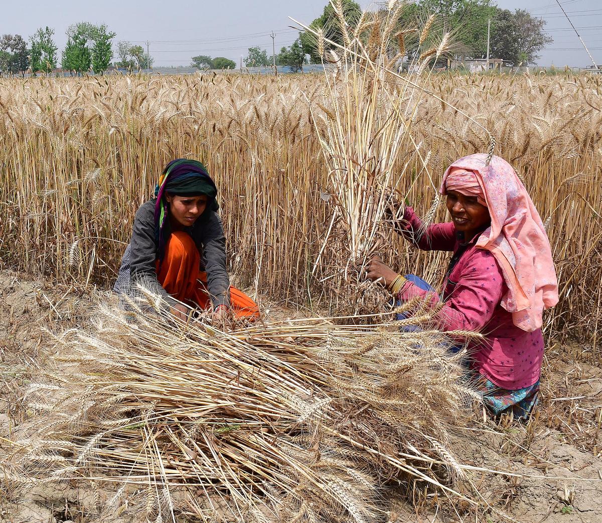 Women harvesting wheat on the outskirts of Ghaziabad, in Uttar Pradesh.