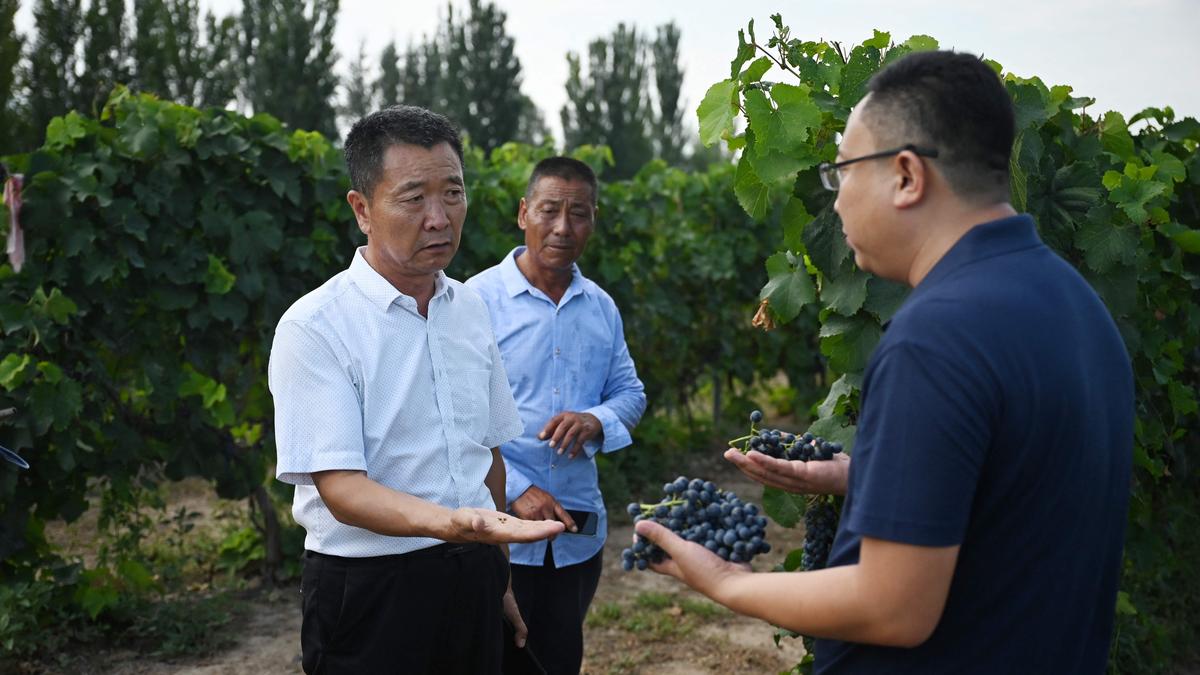 China wine industry looks to be climate resilience