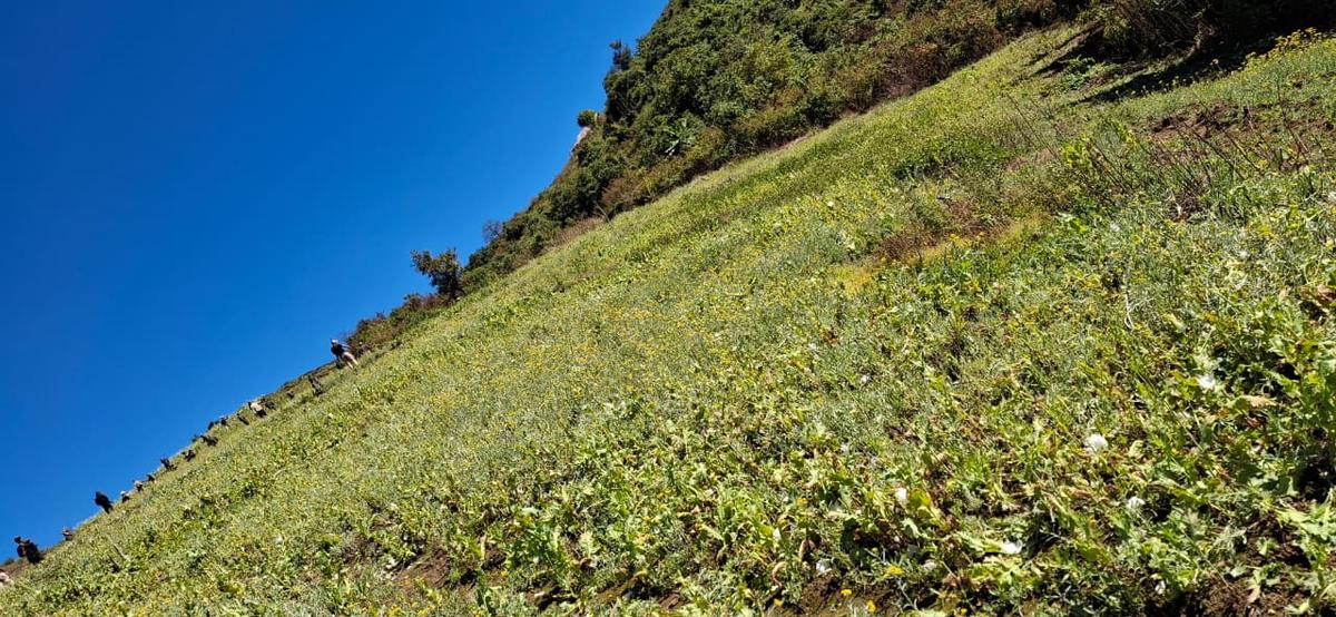 Poppy fields and sheds of cultivators were destroyed during an intensified crackdown in Manipur. 