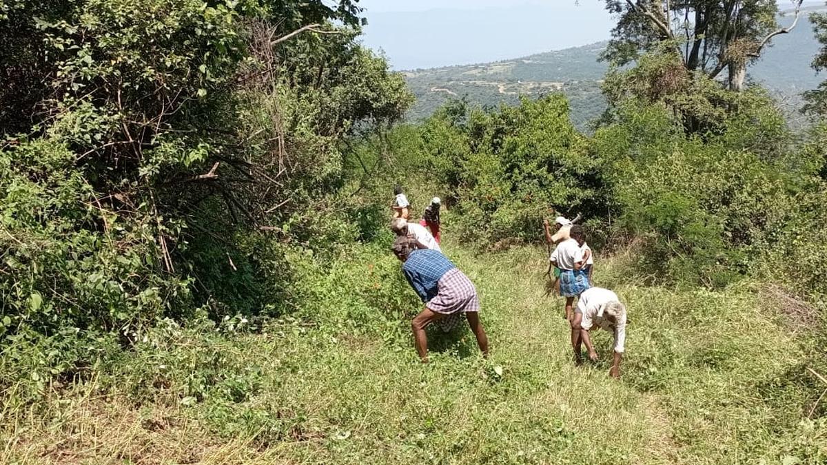 Forest Department begins fire line works in Coimbatore Division in view of summer