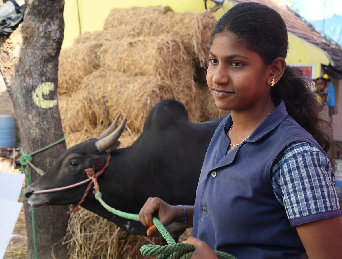   In het dorp Alanganallur bij Madurai zorgt een schoolmeisje voor haar stier 