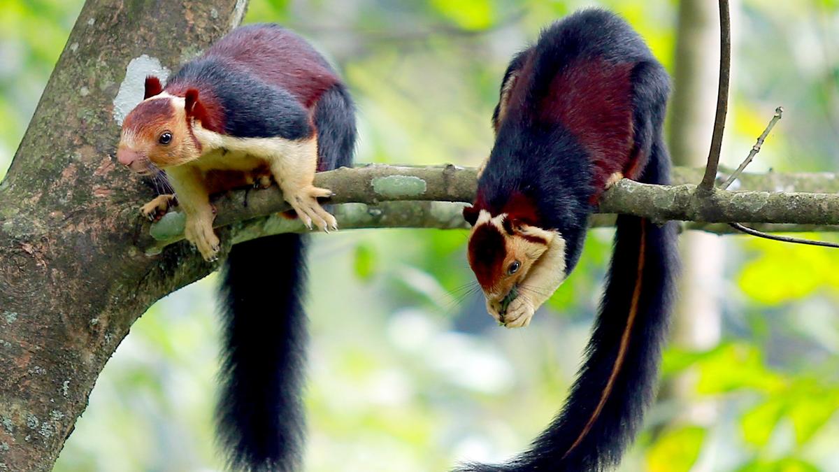 https://th-i.thgim.com/public/incoming/6svkwx/article70131308.ece/alternates/LANDSCAPE_1200/80759_6_10_2025_17_22_2_3_MALABARGIANTSQUIRREL01.JPG