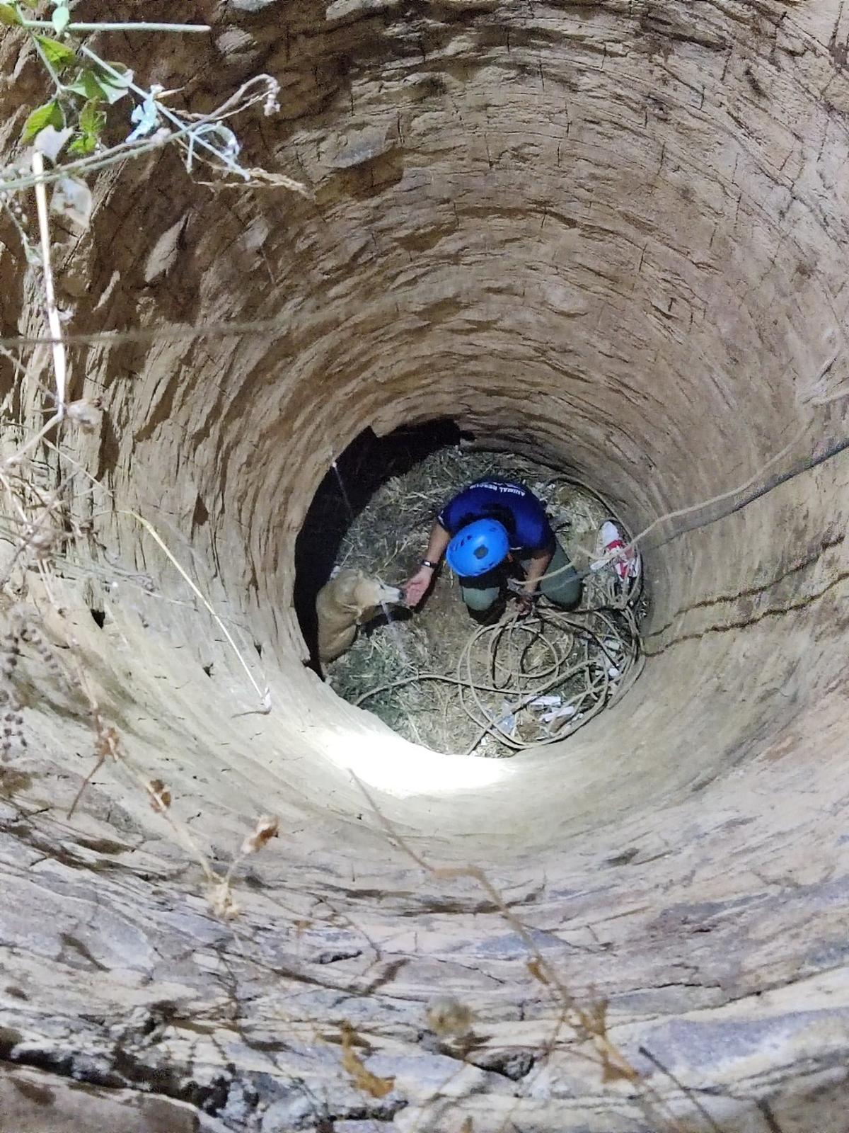 A stray dog ​​ran into the well, setting off fireworks nearby.