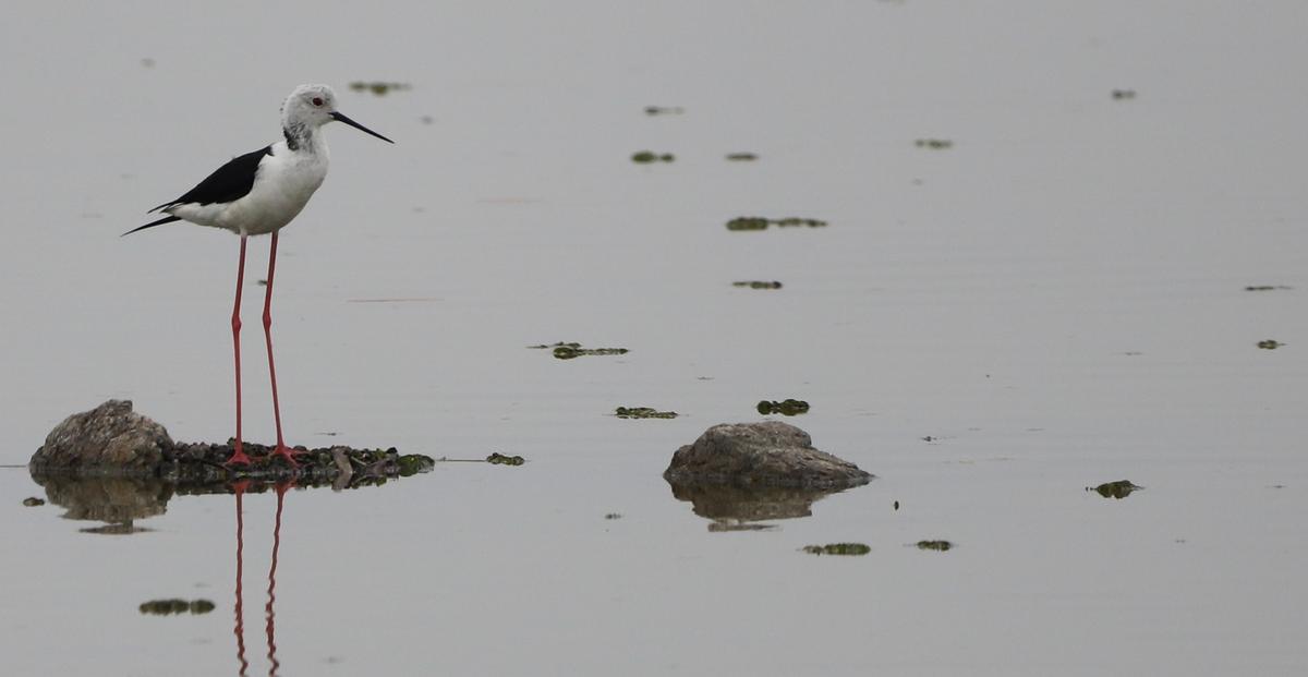 Following the showers in recent days, black winged stilts have had to abandon the stony platforms where they had built their nests, at the Perumbakkam wetland. With the water level increasing, most of these platforms have considerably sunk. This image from May 5, 2023, shows a black winged stilt lingering on what was a nesting platform not too long ago.  