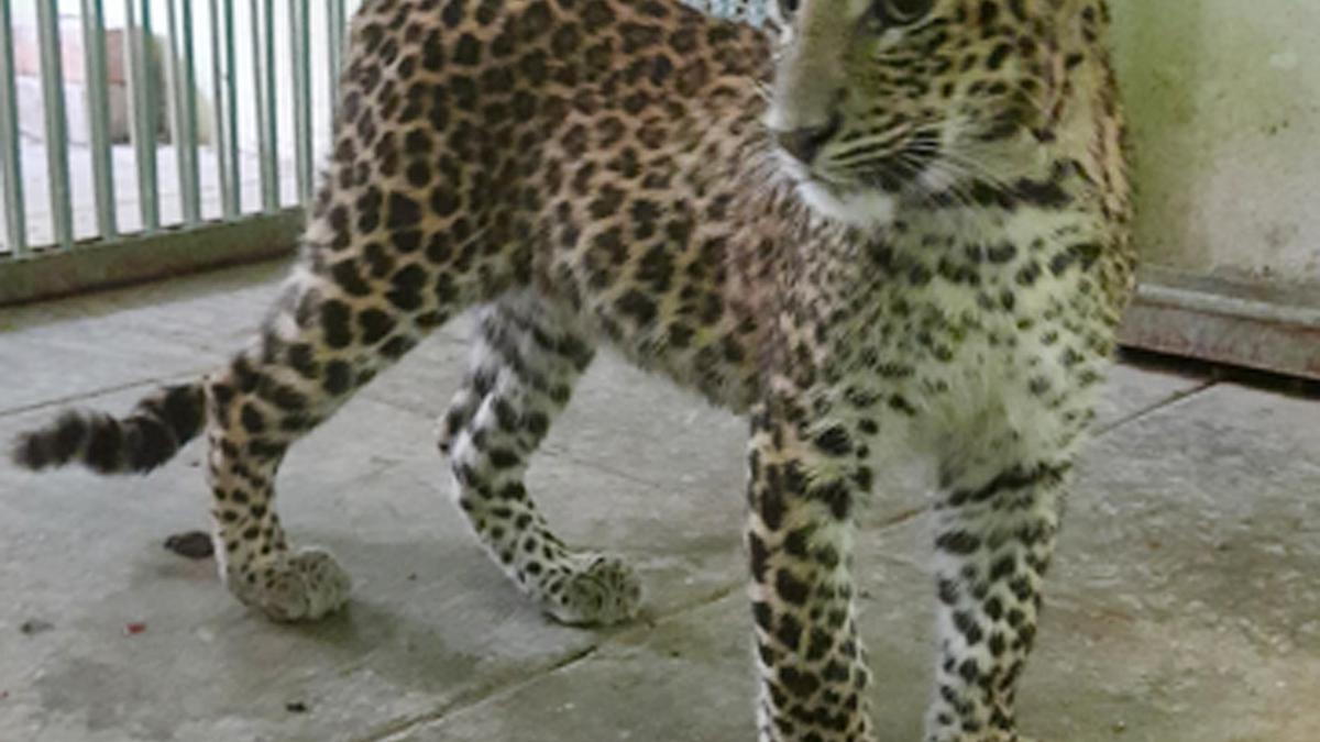 Pilikula Biological Park saves critically injured leopard cub