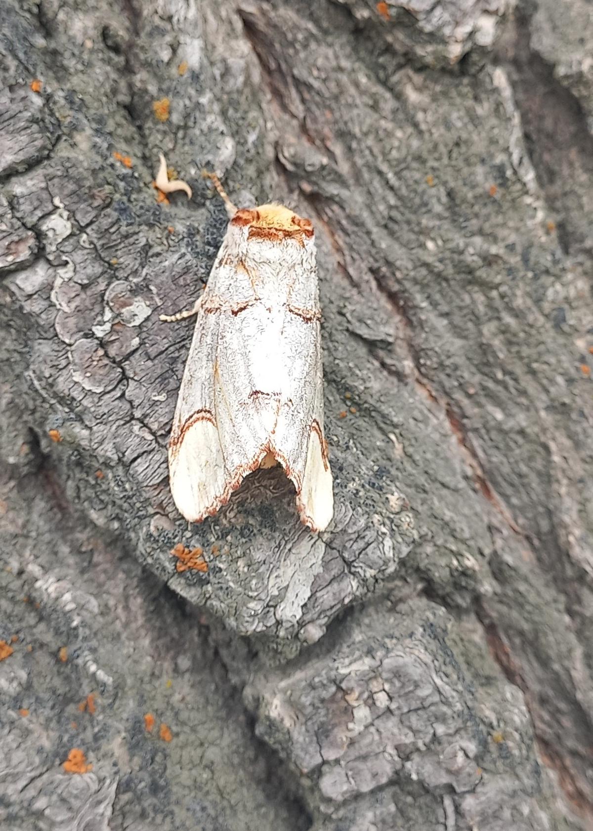 thehindu.com - Rahul Karmakar - New invasive moth threatens Ladakh's farm-based economy
