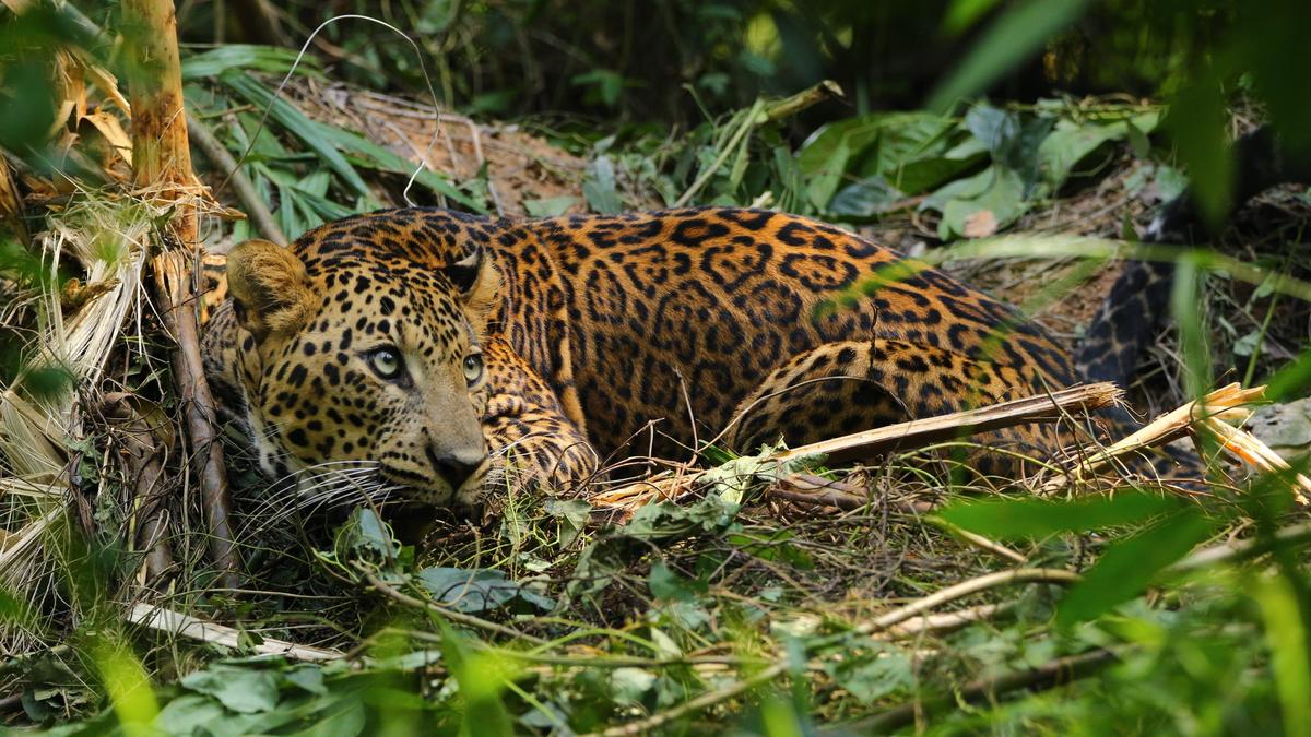 Injured leopard rescued from snare in Kannur; prohibitory orders imposed
