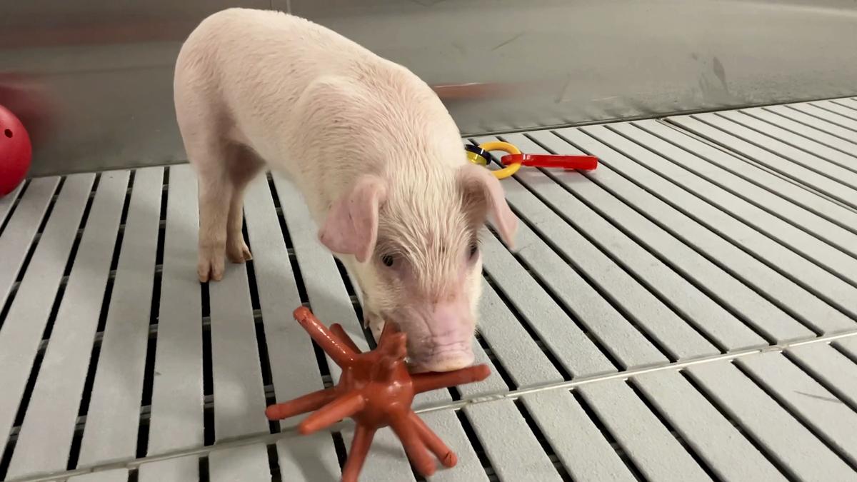 World’s cleanest pigs raised to grow kidneys, hearts for humans