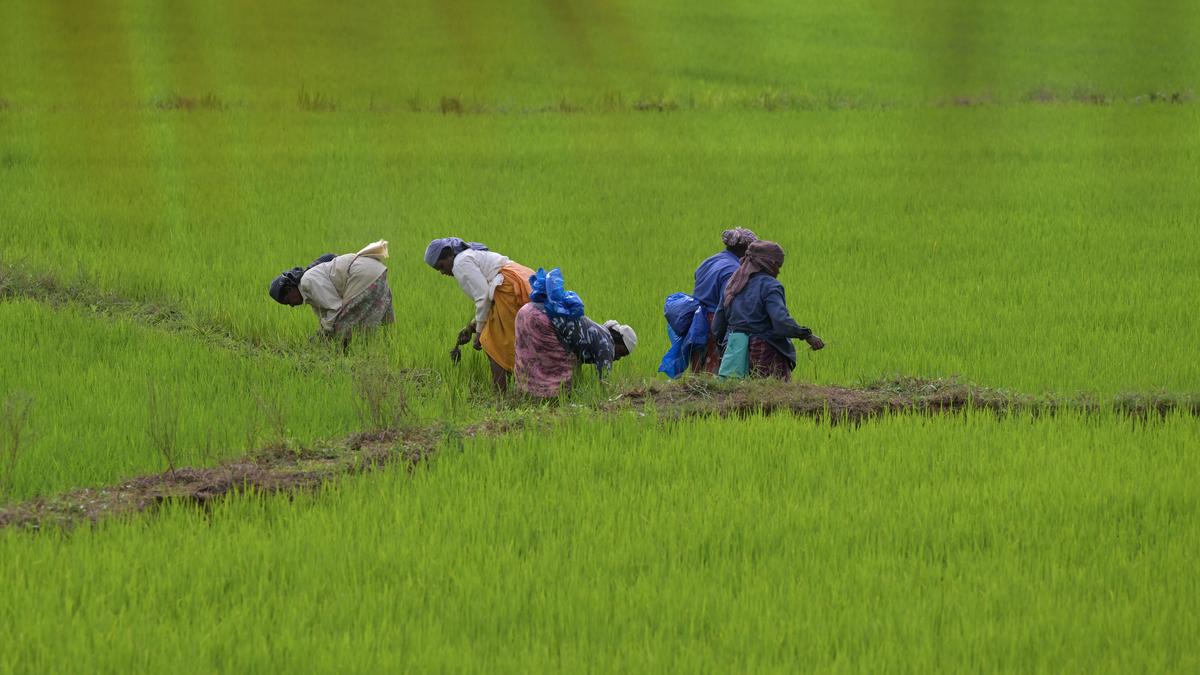 Kerala accuses Centre of withholding ₹2,601-crore MSP dues owed to paddy farmers