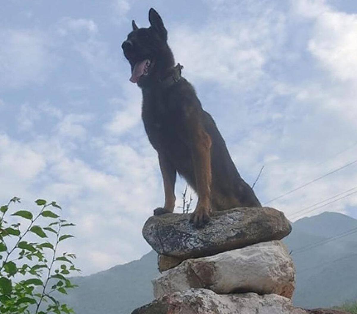 Army dog 'Zoom' succumbs to bullet injury