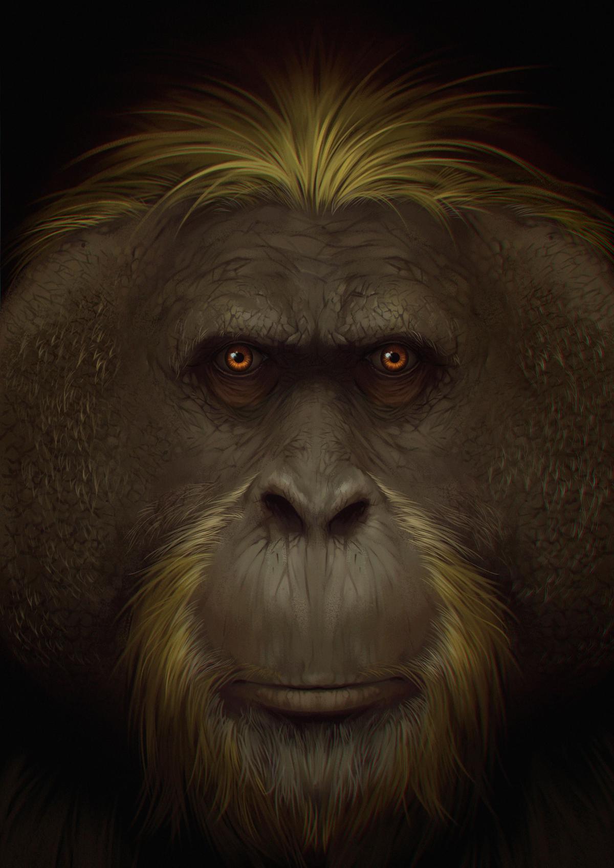 This handout artist impression released by Southern Cross University on January 9, 2024, shows the face of the giant ape Gigantopithecus blacki. Thought to be the largest primate to ever exist on Earth, the three metre tall giant apes, Gigantopithecus blacki, a very distant human ancestor that once roamed the karts plains of southern China, went extinct before humans arrived in the region with few clues to why. Now new evidence uncovered by a team of Chinese, Australian and US researchers published in ‘Nature’, demonstrates beyond doubt that the largest primate to walk the earth went extinct between 295,000 and 215,000 years ago, as it was unable to adapt its food preferences and behaviours, vulnerable to the changing climate which sealed its fate. 