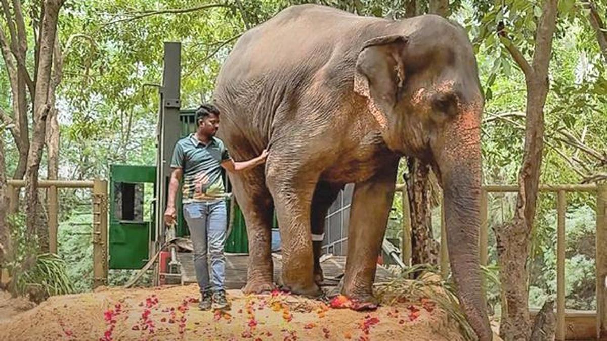 After visit to Vantara, global wildlife committee recommends India pause animal import