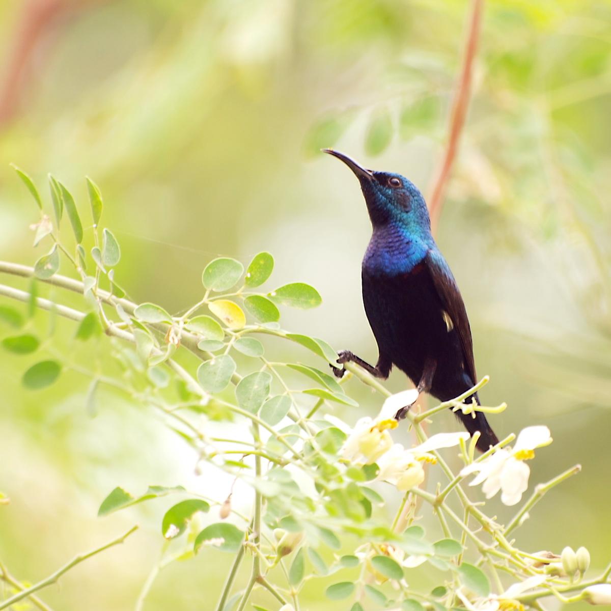 Purple Sunbird. Purple Sunbird.