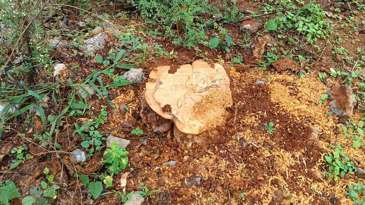 Over seven trees felled at government HSS in Dharmapuri; inquiry to be held