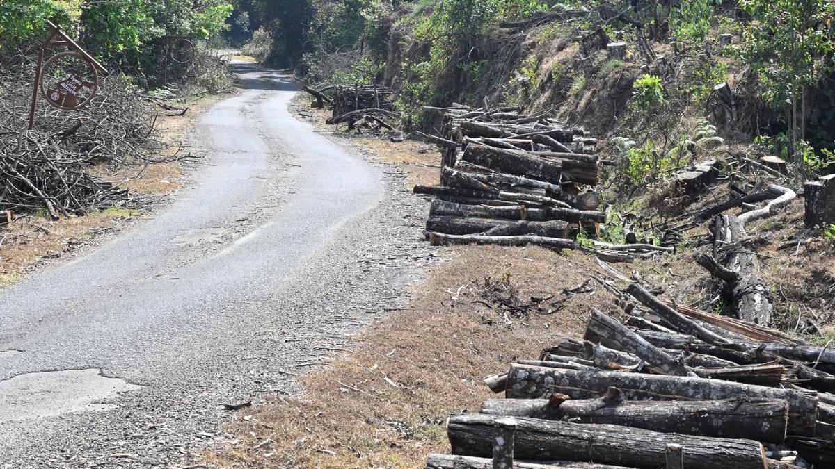 Four Forest dept. officials suspended for felling trees; eco activists in  Kodaikanal demand stern action - The Hindu