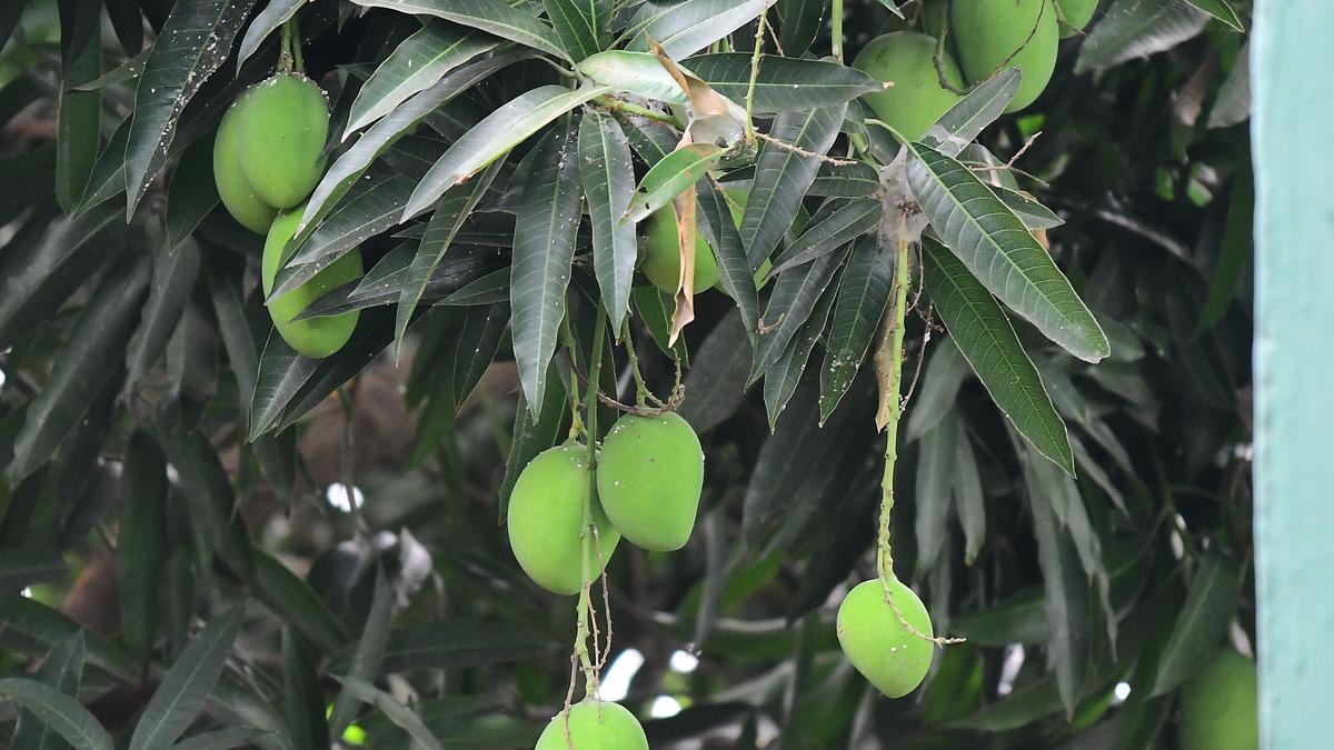 Mango output is set to increase by 14% this year; heat wave unlikely to impact yields