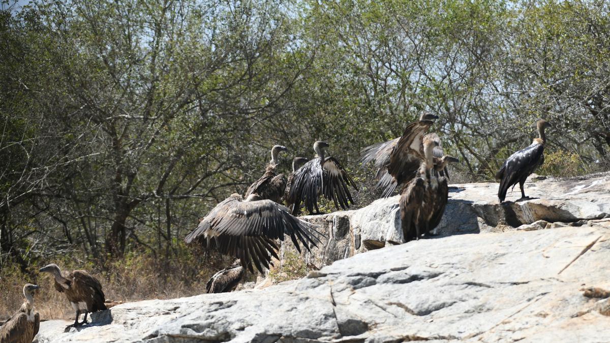 246 vultures spotted in first-ever synchronised survey in Tamil Nadu, Kerala and Karnataka