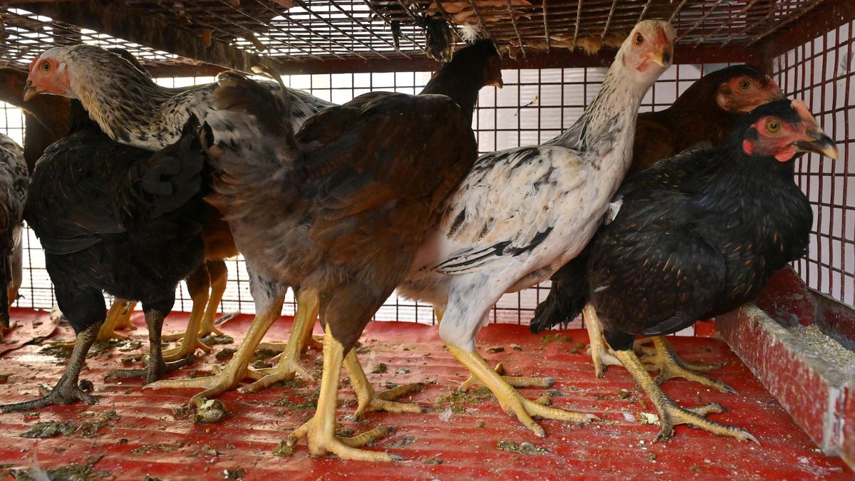 Avian influenza: Amid rising concerns across India, doctors decode outbreak, explain how to consume poultry safely