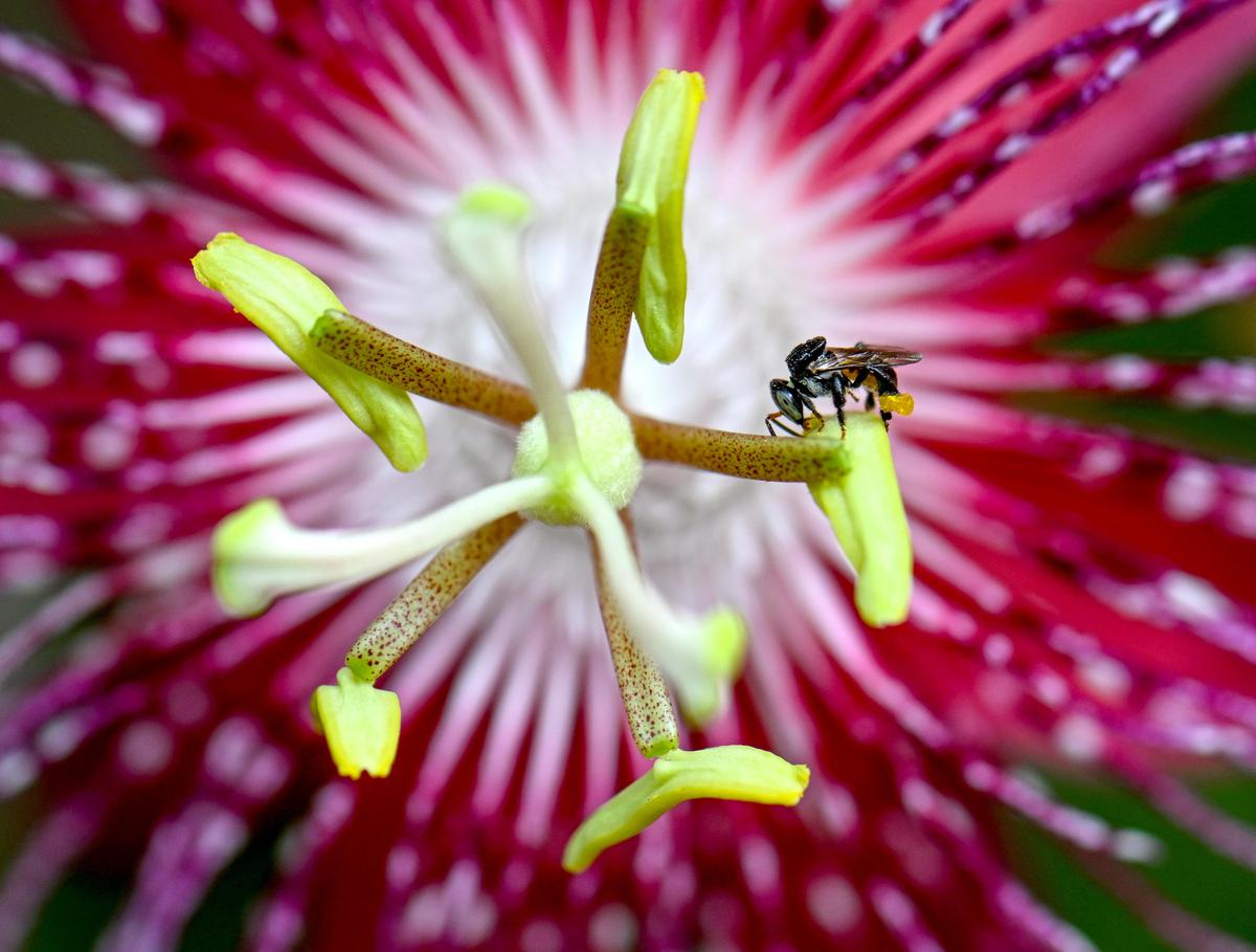 विशाखापत्तनम में आरसीडी अस्पताल के परिसर में स्थित बायोडायवर्सिटी पार्क में एक मधुमक्खी पूरी तरह से खिले जुनून फूल (पासिफ़्लोरा विटिफोलिया) को खाती है।
